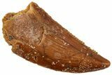Serrated Raptor Tooth - Real Dinosaur Tooth #357964-1